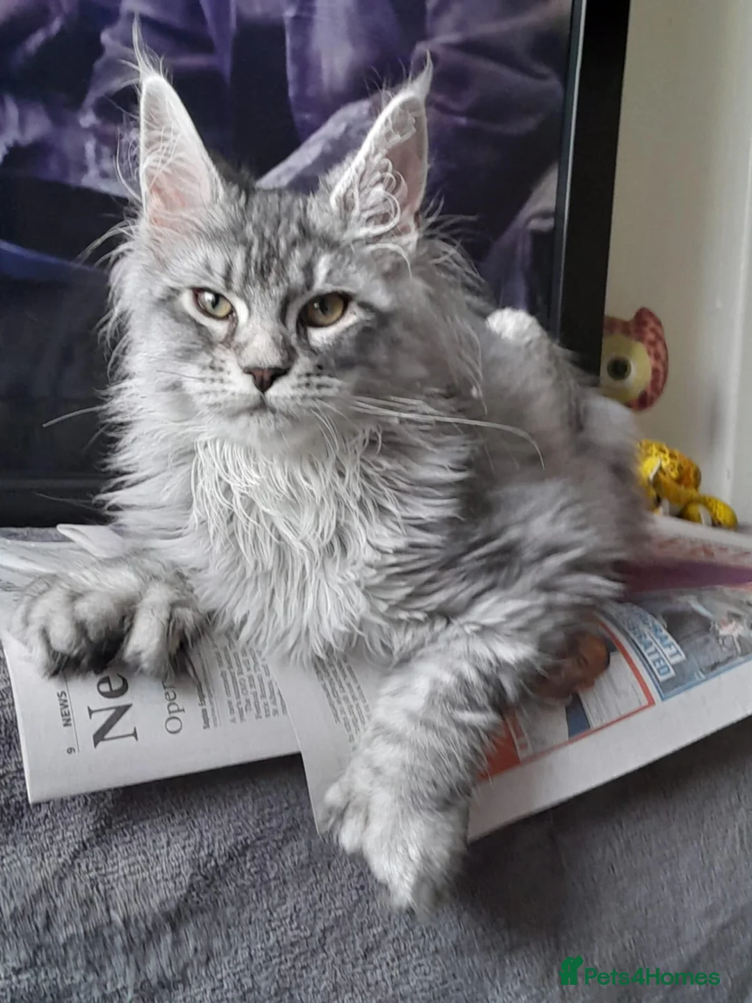 Maine Coon cats for sale: black silver ticked girl and boy TICAreg mainecoon - Advert 8