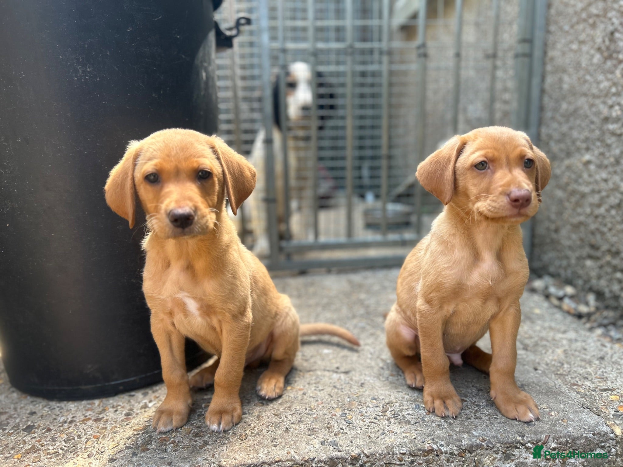 Labrador Retriever dogs Lab puppies - Advert 17