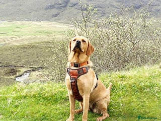 Labrador Retriever dogs - Advert 8