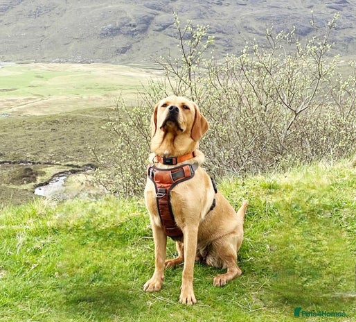 Labrador Retriever dogs - Advert 2