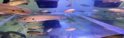 Cichlids fish for sale: Turkana jewel cichlids  - Advert 4
