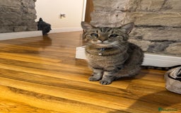 Egyptian Mau cats for sale: Egyptian mau cross  - Image 1