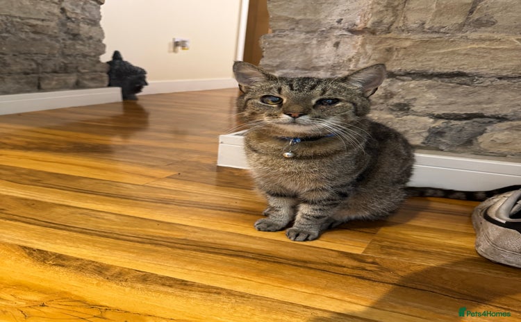 Egyptian Mau cats - Advert 2