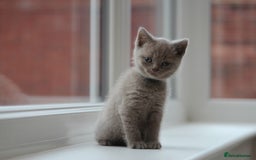 British Shorthair cats for sale: 🩶🐈🐾 Stunning BSH Kittens 🩶🐈🐾 - Image 27
