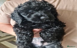 Cockapoo dogs for sale: F2 cockapoo puppies - Image 7