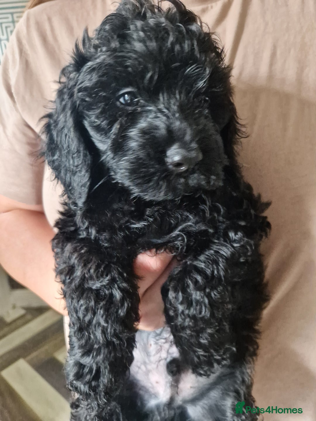 Cockapoo dogs for sale: F2 cockapoo puppies - Image 7