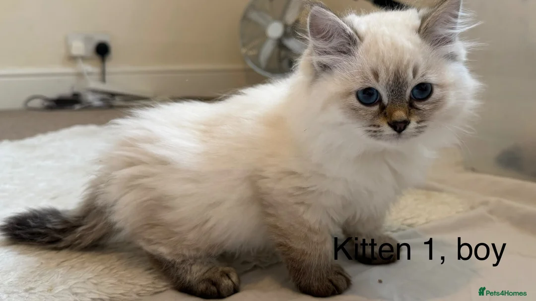 Siberian cats for sale: Beautiful Blue-Eyed Siberian Kittens - Advert 2