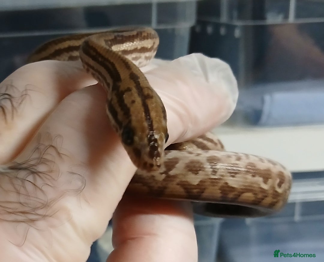 Boa Snake reptiles for sale: Colombian Rainbow Boa Het Albino  - Image 3