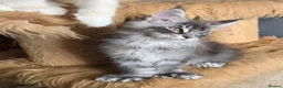 Maine Coon cats for sale: Perfect Polydactyl Maine Coon  - Advert 2