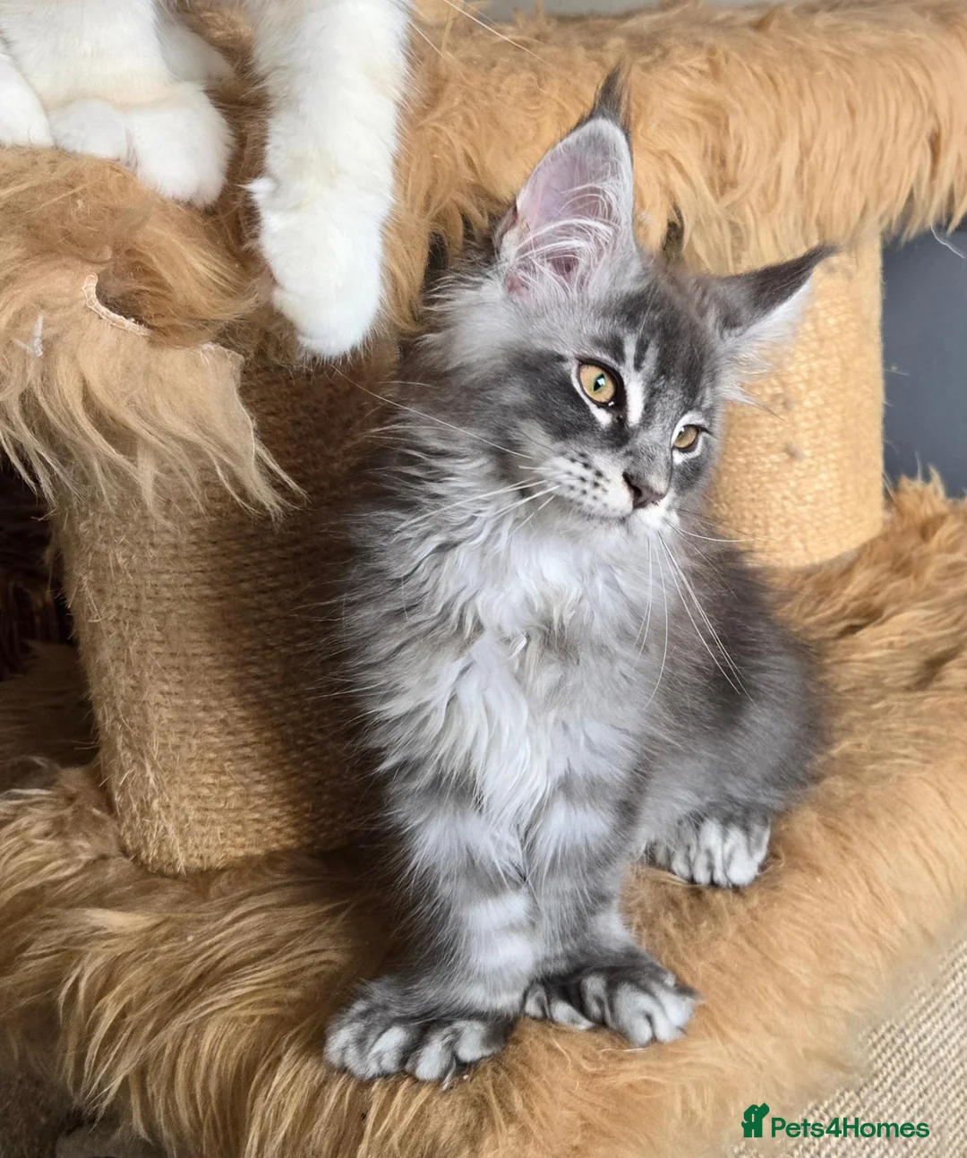 Maine Coon cats for sale: Perfect Polydactyl Maine Coon  - Advert 2