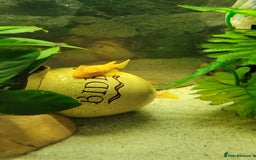 Cichlids fish for sale: Tropical fish and fish tanks in Uxbridge - Image 4