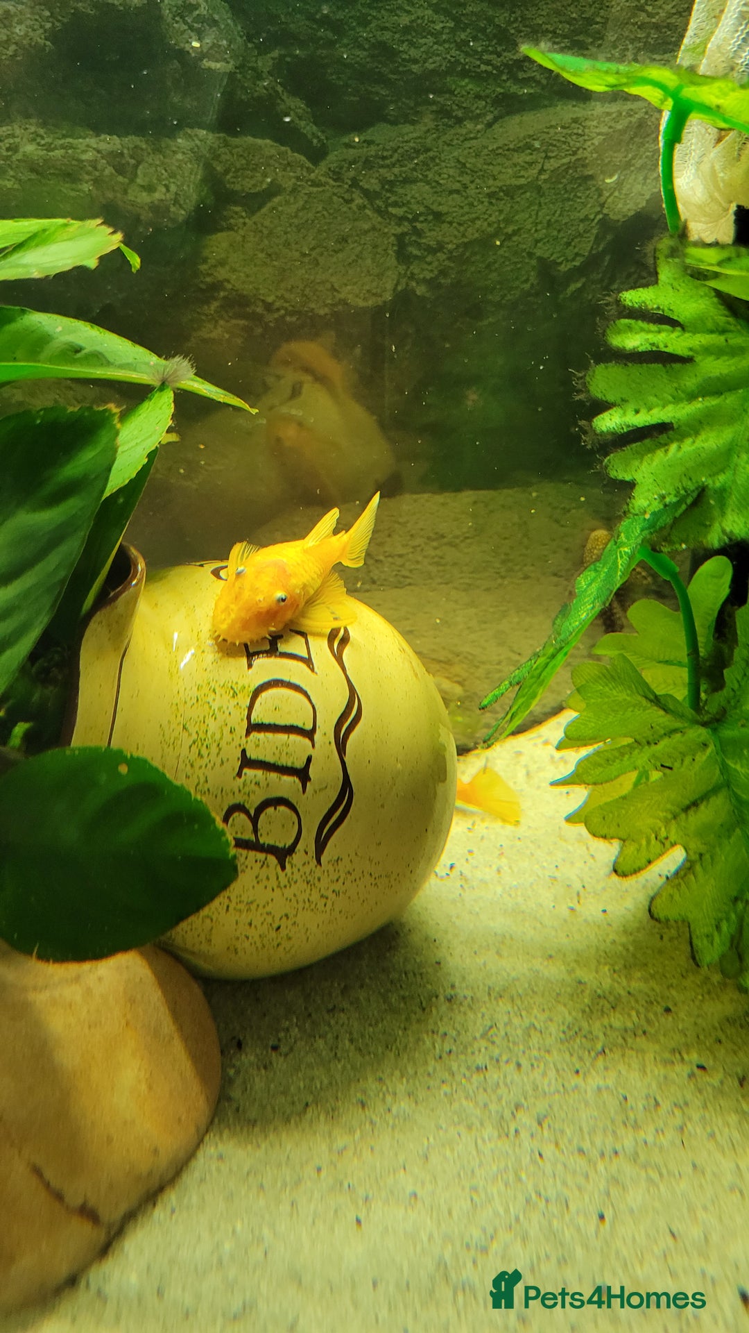 Cichlids fish for sale: Tropical fish and fish tanks in Uxbridge - Image 4