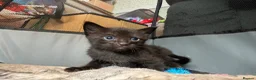 Mixed Breed cats for sale: 2 gorgeous black boys - Advert 12