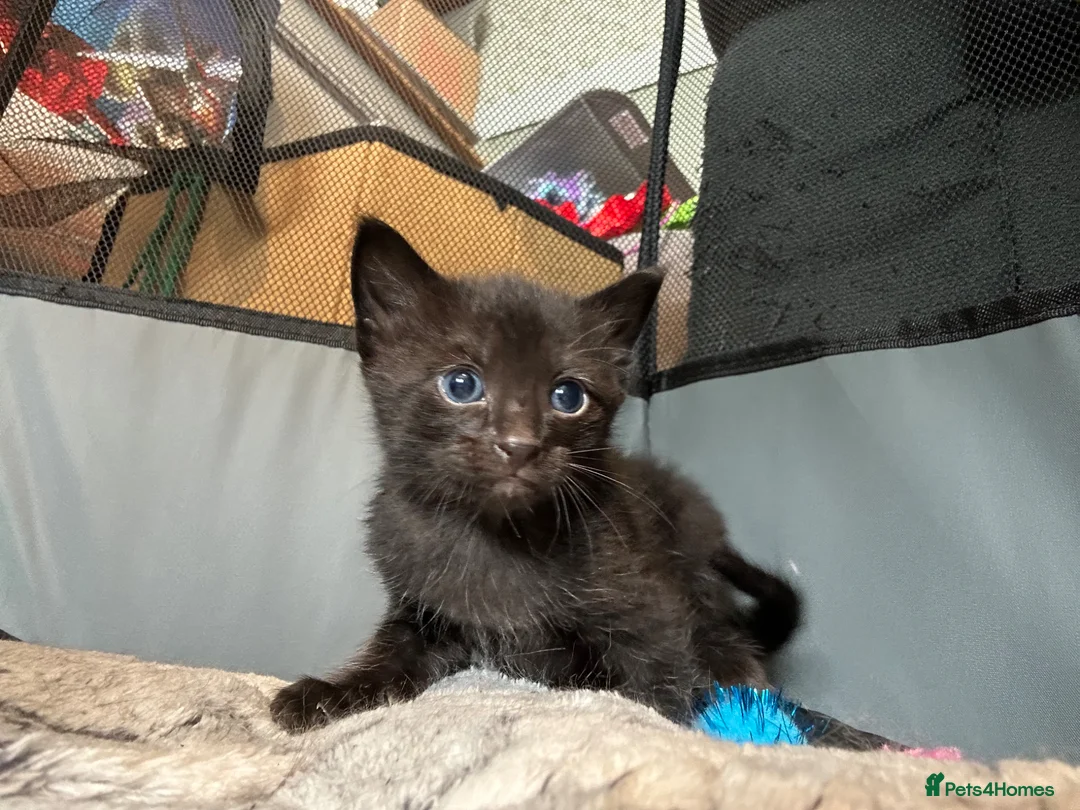 Mixed Breed cats for sale: 2 gorgeous black boys - Advert 12