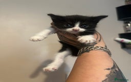 British Shorthair cats for sale: 7 week old kittens  - Image 4