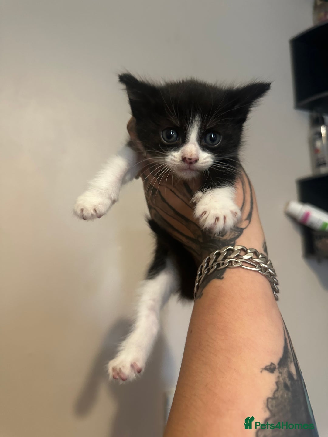 British Shorthair cats for sale: 7 week old kittens  - Image 4
