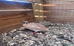 Quail poultry for sale: 4 handsome chaps! male coturnix quail  in Sudbury - Image 4