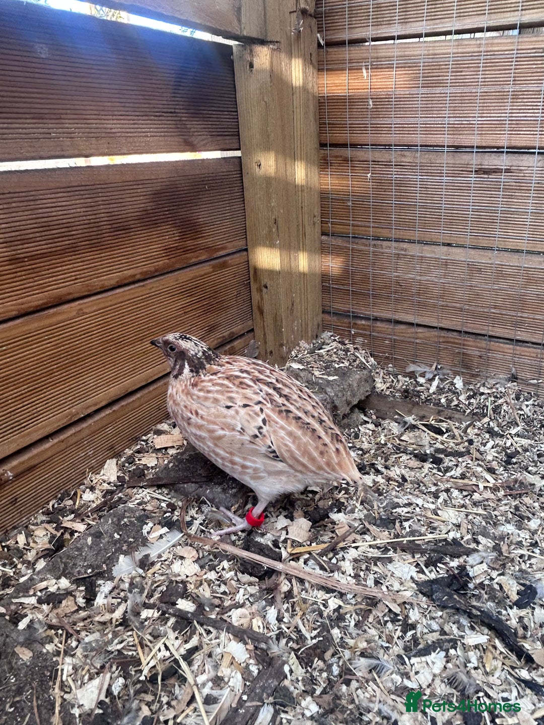 Quail poultry for sale: 4 handsome chaps! male coturnix quail  in Sudbury - Image 4