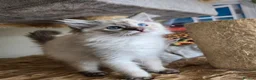 Ragdoll cats for sale: Gorgeous seal tabby male Ragdoll kittens  - Advert 20