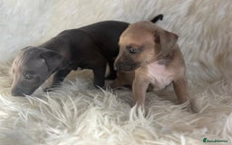 Italian Greyhound dogs for sale: 2 Italian Greyhound Boys  - Image 11
