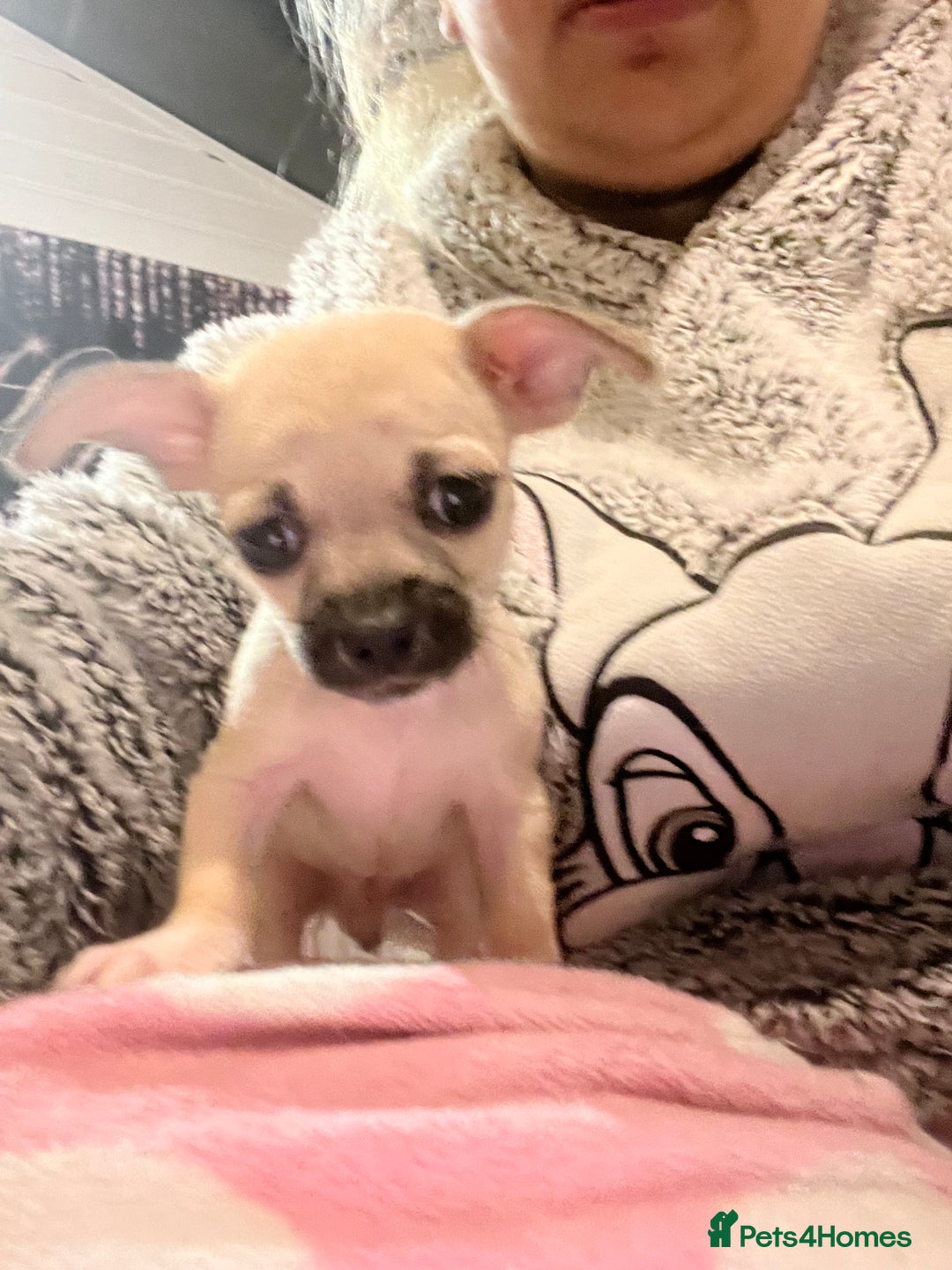 Chihuahua dogs for sale: Beautiful short hair chihuahua  - Advert 28