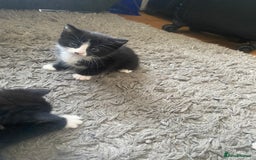 Bombay cats for sale: 3 kittens for sale - Image 4