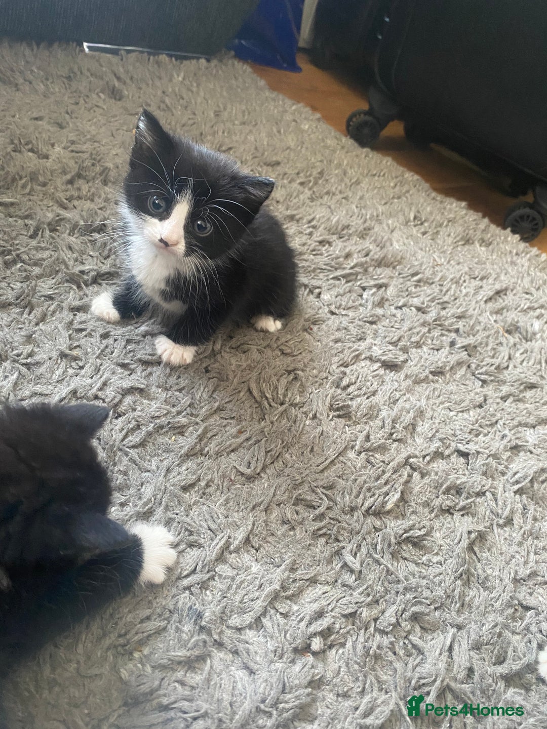 Bombay cats for sale: 3 kittens for sale - Image 4