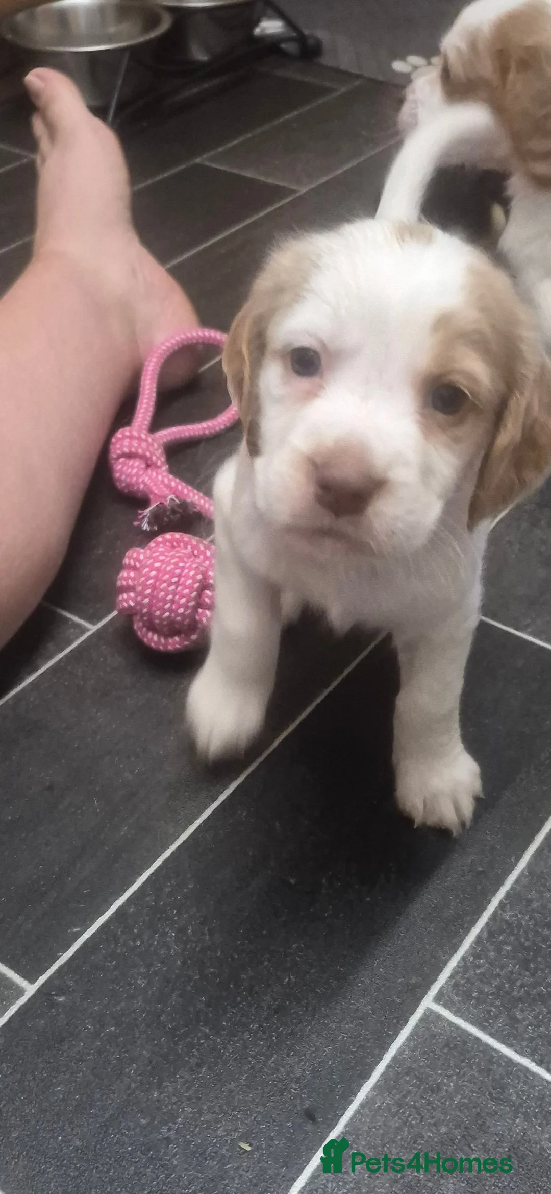 Sprocker dogs for sale: Sprocker spaniel puppies for sale in Swaffham - Advert 2