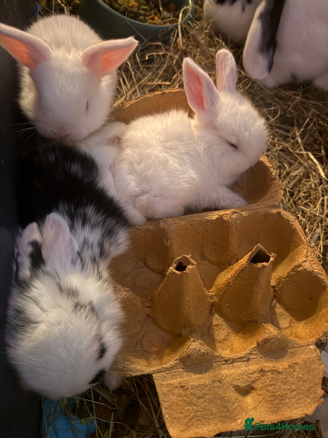 Mini Lop rabbits for sale: Mini lops. White with blue eyes or mixed colours.  - Advert 14