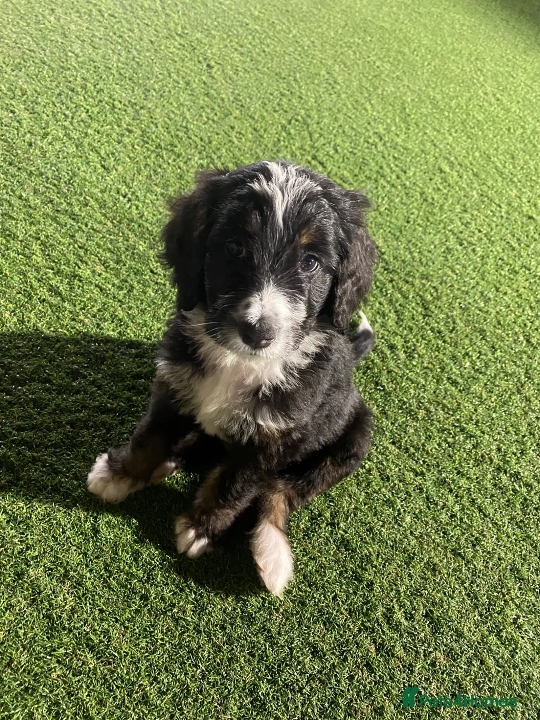 Bernedoodle dogs for sale: Beautiful Tri colour bernedoodle puppies  - Advert 1