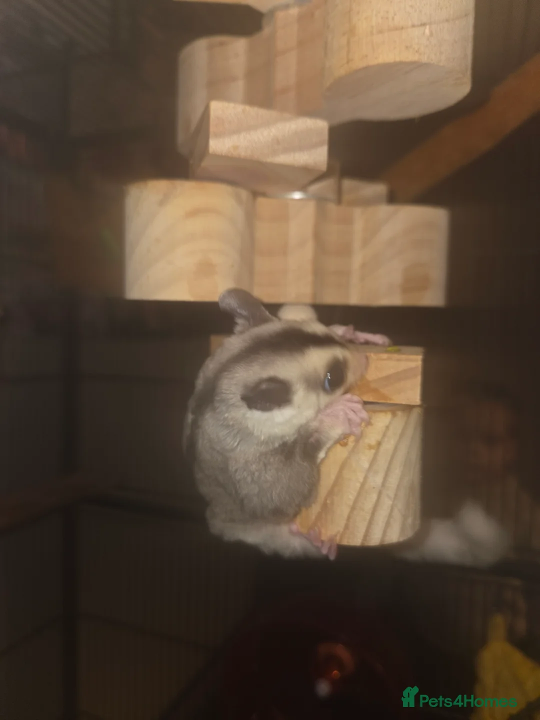 Sugar Glider rodents for sale: Sugar Gliders - Advert 5