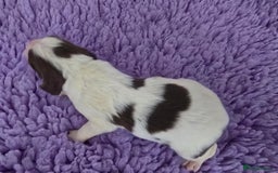 English Springer Spaniel dogs for sale: KC Vet DNA Home Socialised Springer Pups 5 ⭐️ - Image 12