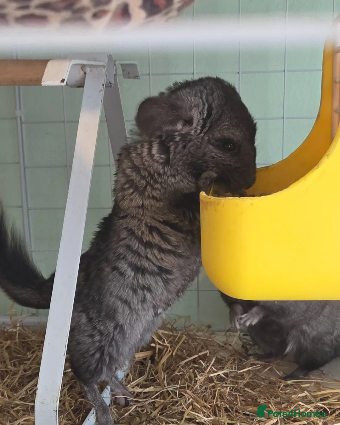 Chinchilla rodents for sale: Chinchilla Triplets  - Advert 7
