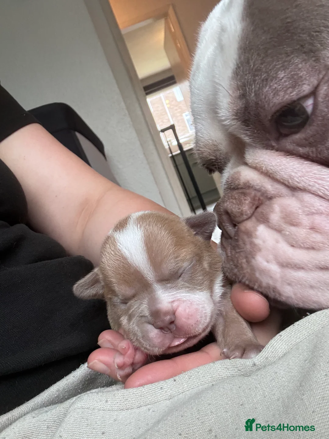 Mixed Breed dogs for sale: Olde English bulldog cross puppies - Advert 22
