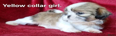 Yellow collar girl