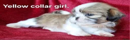 Shih Tzu dogs for sale: Miniature Shih-tzu's  - Advert 32