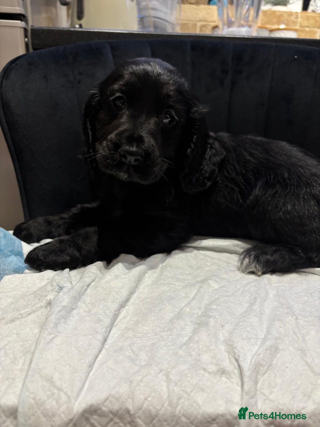 Cocker Spaniel dogs for sale: Show type cocker spaniels  - Advert 3