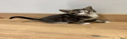 Mixed Breed cats for sale: Beautiful Kittens - Advert 38
