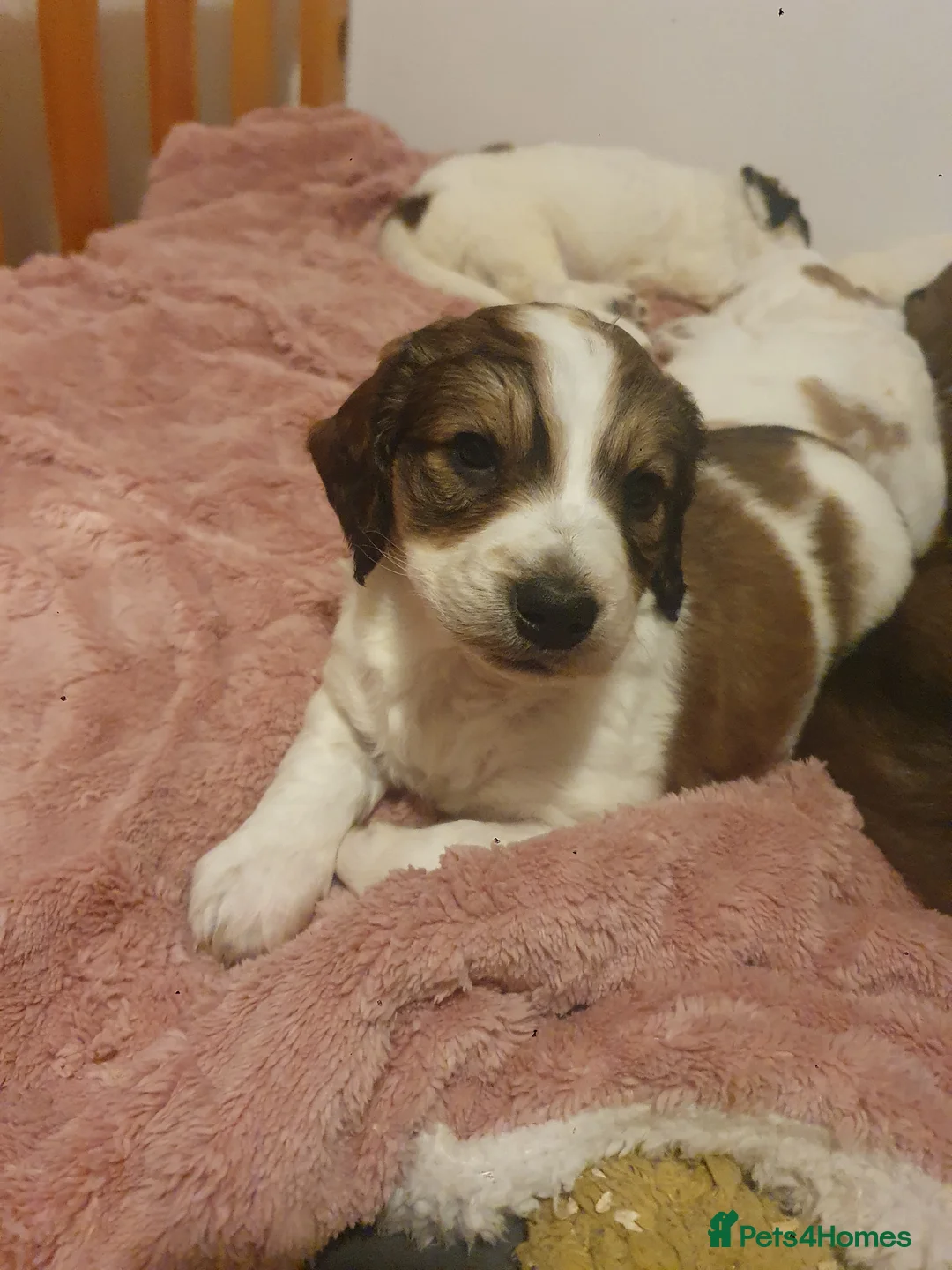 Mixed Breed dogs for sale: Gorgeous puppies for sale - Advert 9