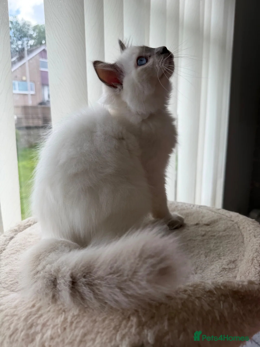 Ragdoll cats for sale: GCCF RAGDOLL KITTENS READY NOW  - Advert 2