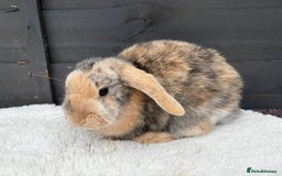 Mini Lop rabbits for sale: 🤎Chocolate Boy Mini Lop Ready to Leave 🤎 - Image 9