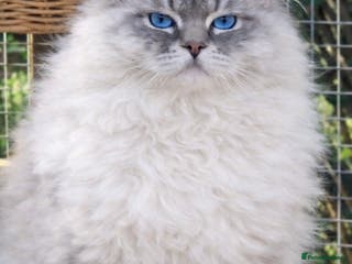 Ragdoll cats GCCF reg Active Blue Tabby stud in Doncaster - Advert 11