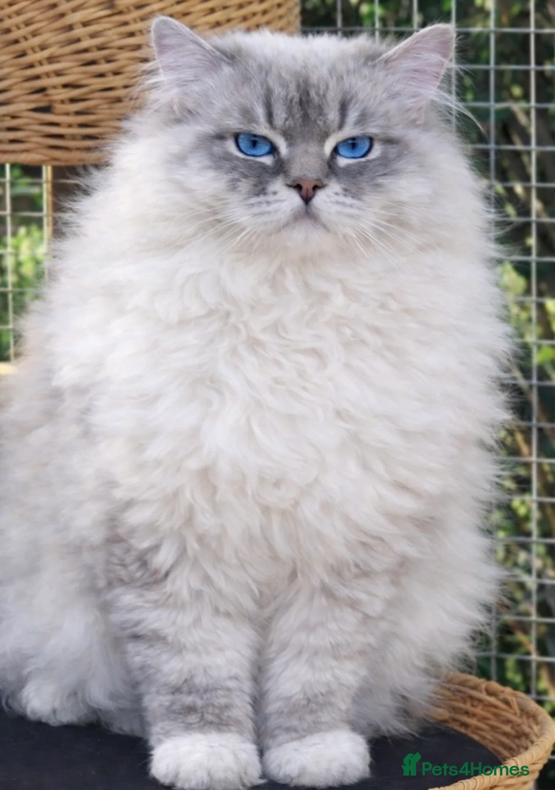Ragdoll cats for stud: GCCF reg Active Blue Tabby stud in Doncaster - Advert 1