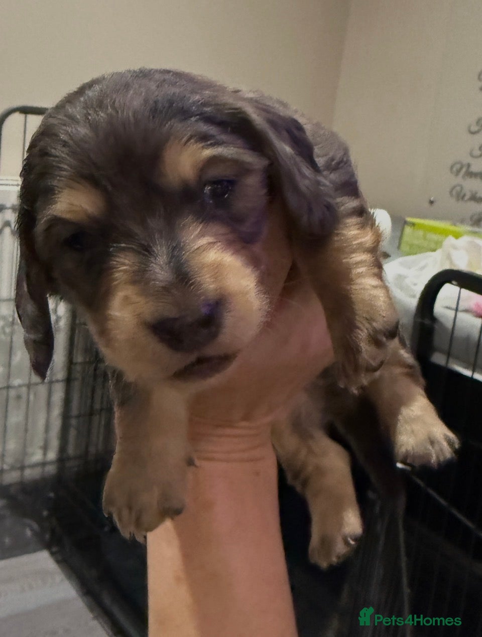 Miniature Dachshund dogs Litter of 5 stunning puppies - Advert 2