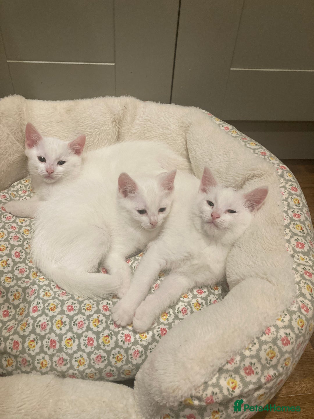 Turkish Van cats for sale: Gorgeous Turkish Van kitten - Advert 31