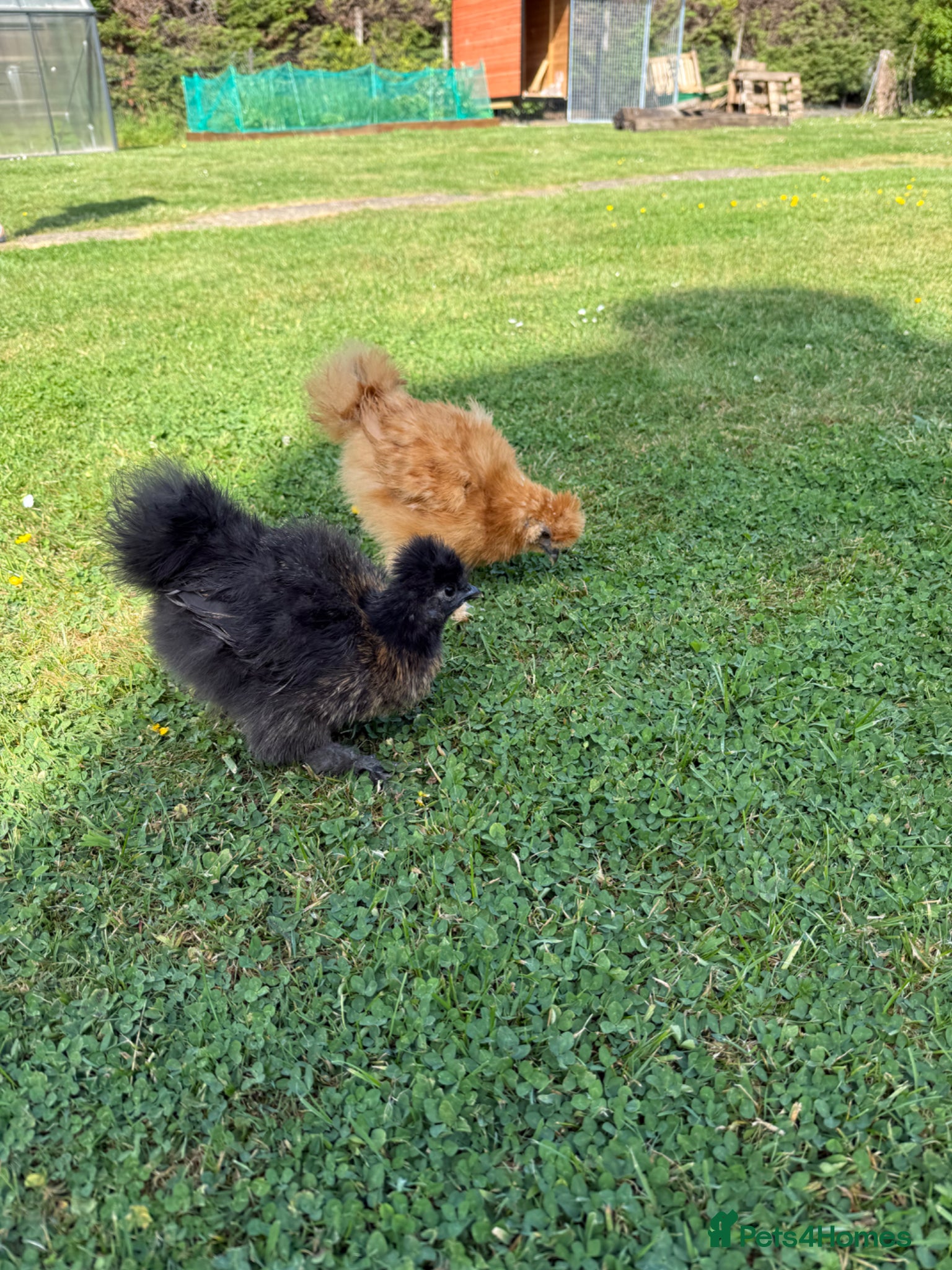 Chickens poultry Lovely silkie roosters - Advert 9