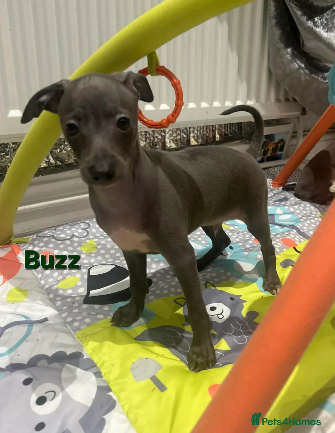 Italian Greyhound dogs for sale: 20 th feb KC reg quality  Just 1 blue boy & girl - Advert 19