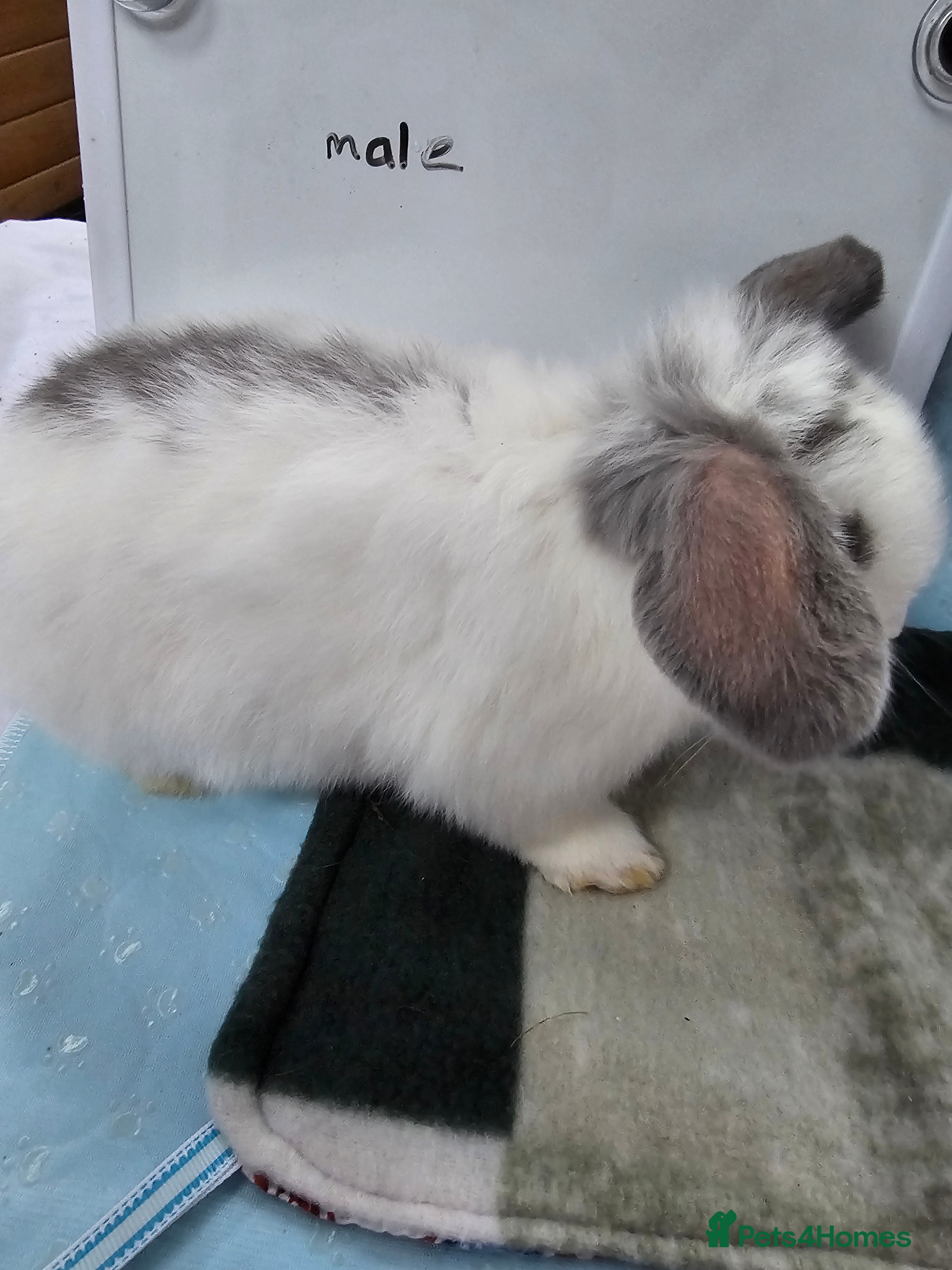 Mini Lop rabbits ✨️Mini Lop Litter✨️ - Advert 1