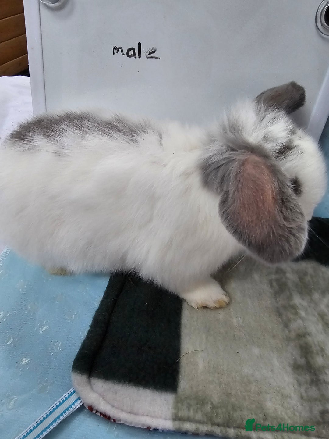 Mini Lop rabbits for sale: ✨️Mini Lop Litter✨️ - Advert 1