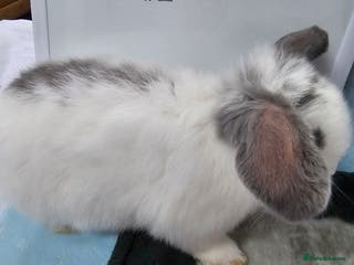 Mini Lop rabbits ✨️Mini Lop Litter✨️ - Advert 1